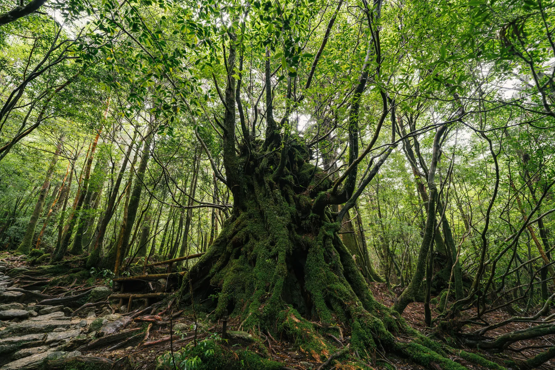 屋久島の海岸と亜熱帯の森