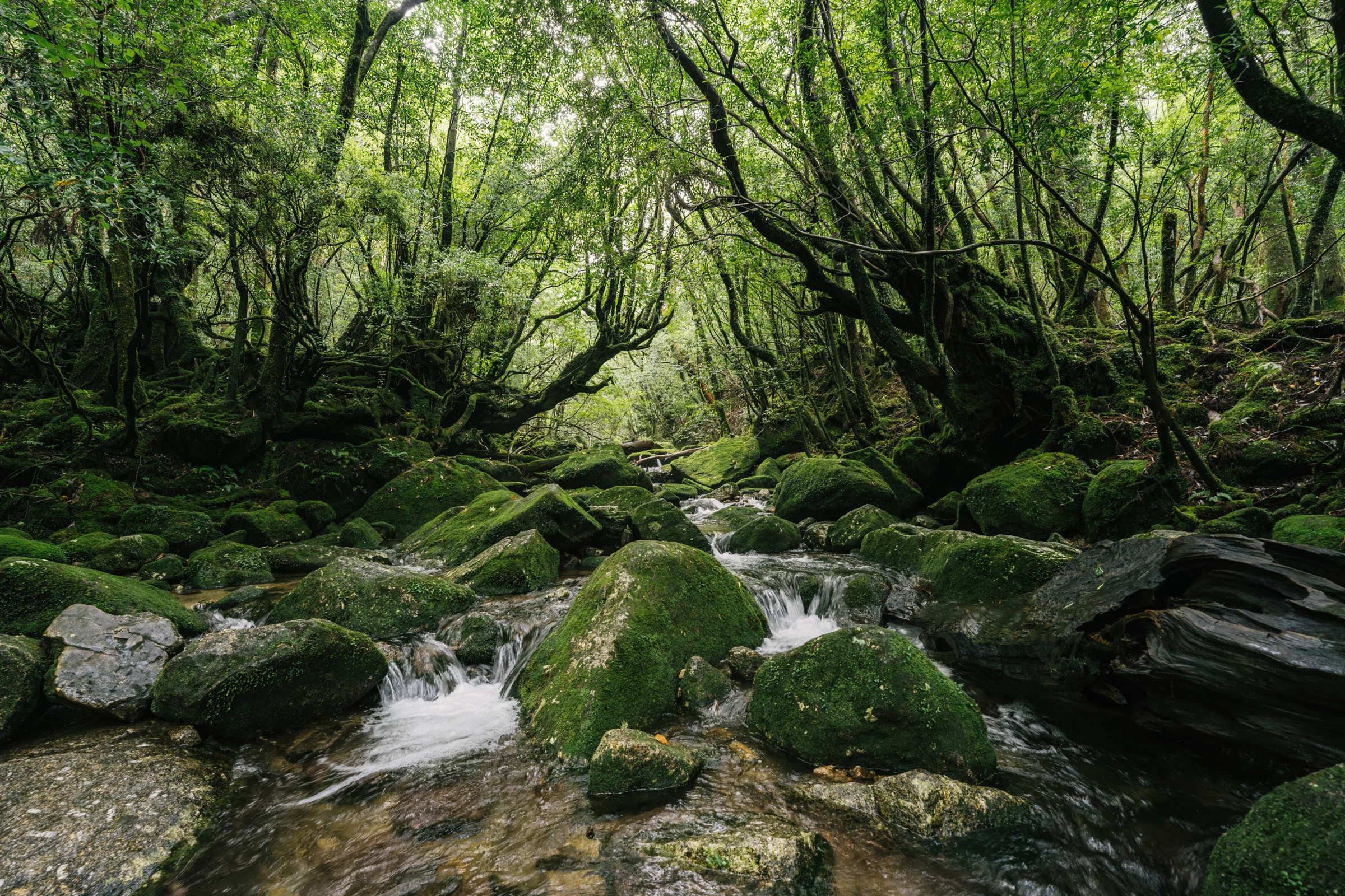 KOSelig JAPAN hotel Yakushima - Forest View